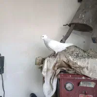 کبوتر رنگه و آلمانی|پرنده|ملکآباد, |دیوار