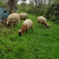 گوسفند