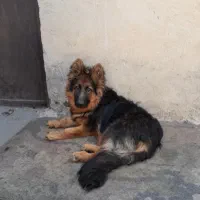 سگ گمشده ژرمن شپرد قد کوتاه