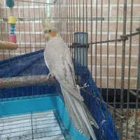 عروس هلندی نیم دستی