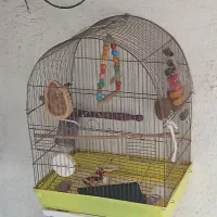 قفس بزرگ برا عروس هلندی