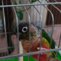 گرینچیک با کلیه لوازم و قفس به قیمت توافقی|پرنده|قم, نخودی|دیوار