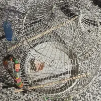 قفس پرنده