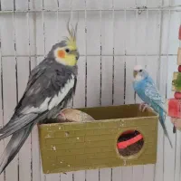 فروش عروس هلندی و مرغ عشق و قفس با هم