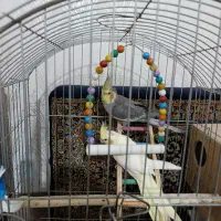 عروس هلندی جفت|پرنده|ابهر, |دیوار