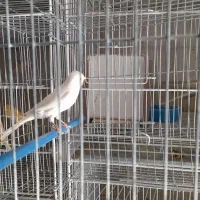 قناری نر بخون