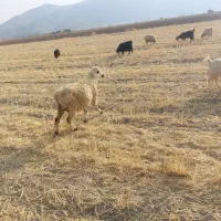 شیشک ومیش|حیوانات مزرعه|پاسارگاد, |دیوار