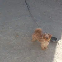 واگزاری سگ|سگ|شیروان (خراسان), |دیوار