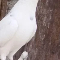 کفترپرشی صاف پروبازیکن(همراه باارسال)|حراج|اشکذر, |دیوار