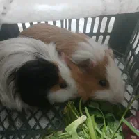 خوکچه هندی نر و ماده