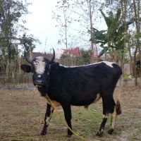 ورزا سیاه سل چالوسی