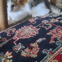 واگذاری رایگان گربه