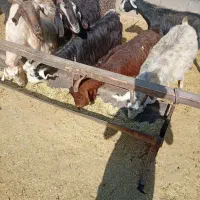 بز نیم گوشت