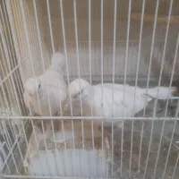 کبوتر سفید خارجی