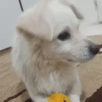 سگ نژاد داره کوکونی