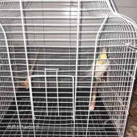 یک عروس نر بالغ|پرنده|قم, علی آباد سعدگان|دیوار