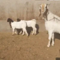 دوعدد بز پاکستانی|حیوانات مزرعه|سبزوار, قصبه غربی|دیوار