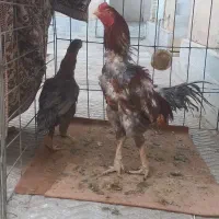 خروس لاری جوجه کش