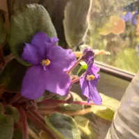 گل بنفشه|گل و گیاه طبیعی|شاندرمن, |دیوار