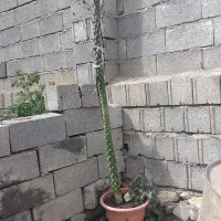 کاکتوس میله ای بلند اپونتیا سیلندریکا سایز بزرگ