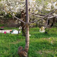 باغ ییلاقی در روستای اردمه|فروش زمین و ملک کلنگی|مشهد, کوی سیدی|دیوار