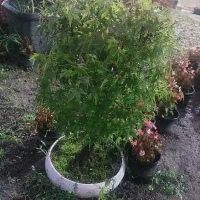 بونسای افرا