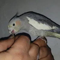 عروس هلندی رام