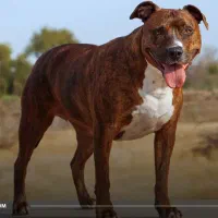 واگذاری پیتبول ماده