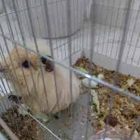 خوکچه هندی سالم و سرحال