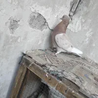 کفتر|پرنده|پاکدشت, پاکدشت (مامازند)|دیوار