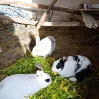 خرگوش خانگی|موش و خرگوش|ماکو, |دیوار