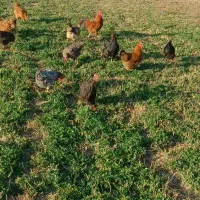 فروش فوری مرغ و خروس