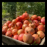 انارشیرین وانارملس.یکدست وتازه چین.