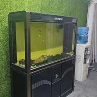 اکواریوم رشینگ