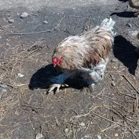 مرغ،خروس محلی،برهما،اردک جوجه،بوقلمون