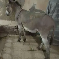 الاغ