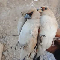 سهره|پرنده|خمینی‌شهر, |دیوار