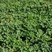 توت فرنگی|خدمات باغبانی و درختکاری|امامزاده عبدالله, |دیوار