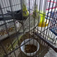 جفت عروس|پرنده|قوچان, |دیوار