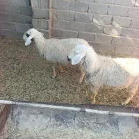 میش اوست جوان فروشی