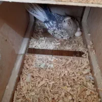 عروس هلندی مولد معاوضه با قناری|پرنده|بجنورد, |دیوار