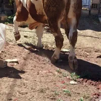 گوساله سیمینتال اصل