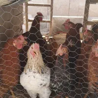 مرغ و خروس فروشی