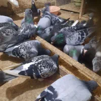 کبوتر مسافتی (پلاکی)