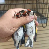 سهره تعداد فنچ تعداد مرغ عشق