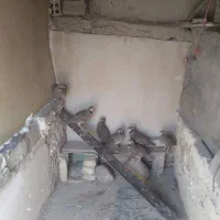 پرنده کوهی|پرنده|ری, شهید بهشتی|دیوار