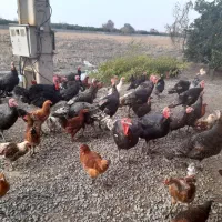 فروش محصولات ارگانیک مزرعه سبز|حیوانات مزرعه|گتاب, |دیوار