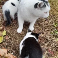 دوتا بچه گربه به همراه مادرشون|گربه|مراغه, |دیوار