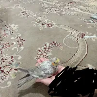 جوجه سرلاکی عروس هلندی آهویی|پرنده|مشهد, کاظم آباد پنجشنبه|دیوار