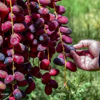 باغبان با تجربه ۱۰ سال کار باغبانی در خرمشهر
